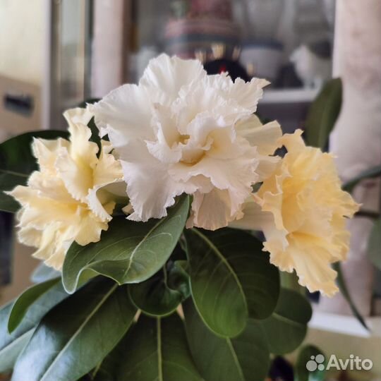 Адениум прививка