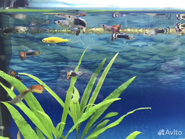 Самочки гуппи