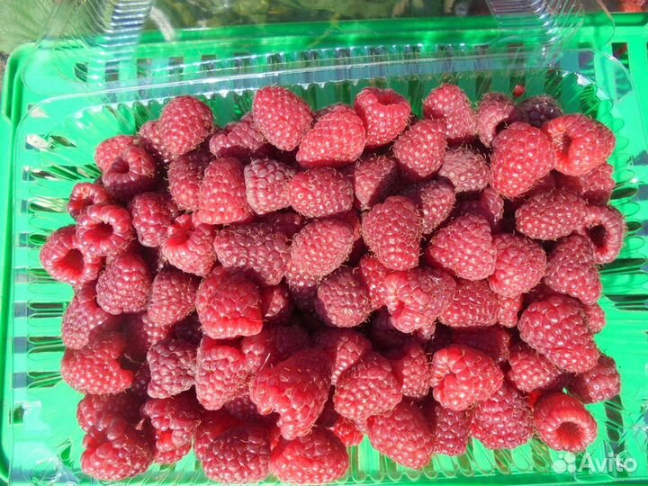 Малина ягода свежая