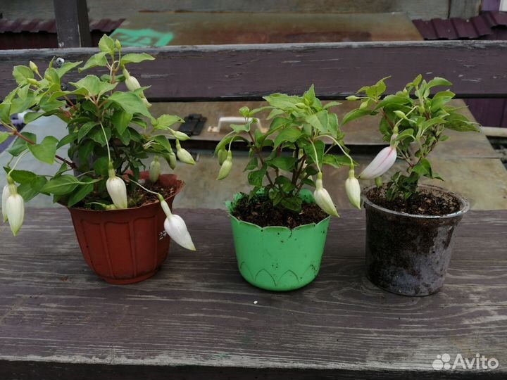 Фуксия сортовая