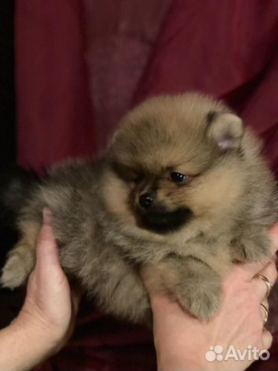 Щенки шпица