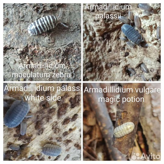 Мокрицы, раки, тараканы