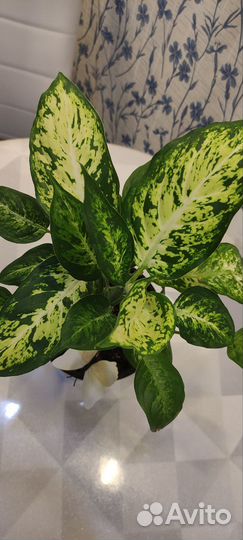 Диффенбахия Камилла и Компакта