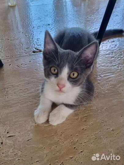 Котенок в добрые руки