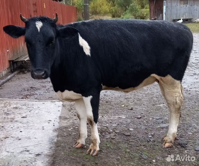 Тёлочки и бычок