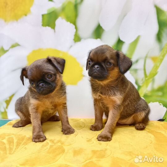 Щенки Пти брабансон