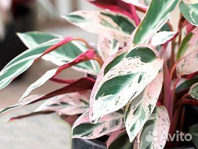 Строманта мультиколор (марантовые) цветы для дома