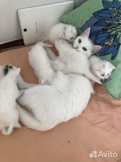 Котята домашние
