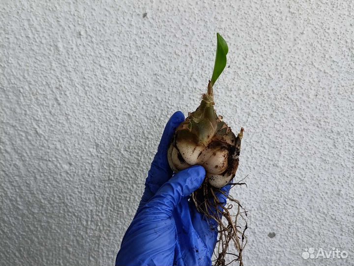 Дримиопсис пятнистый