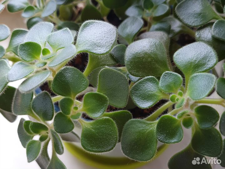 Аихризон дерево любви