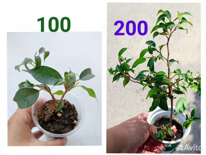 Фикусы разные