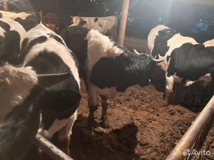 Бычки на откорм