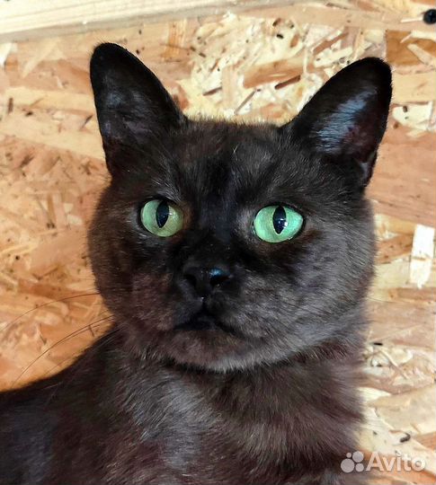 Обаятельный котик в рассвете сил, в дар