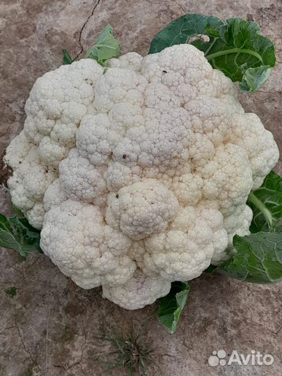 Цветная капуста. Титрикс