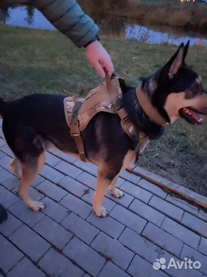 Шлейка для собак, средних и крупных пород