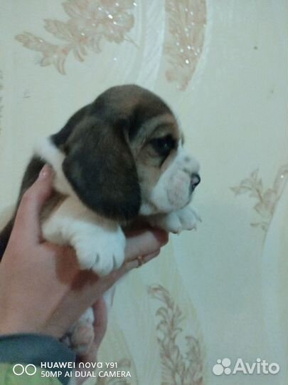 Бигль девчушка