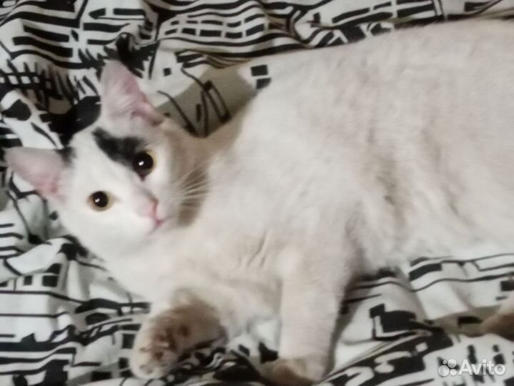 Кот