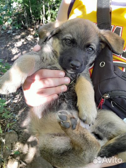 Девочки) отдам в добрые руки бесплатно