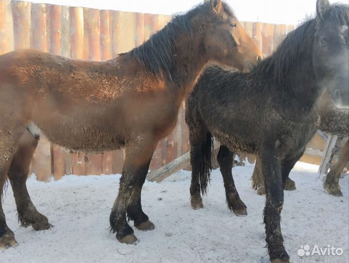 Лошади С откорма