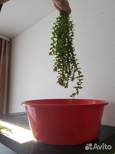 Для аквариума