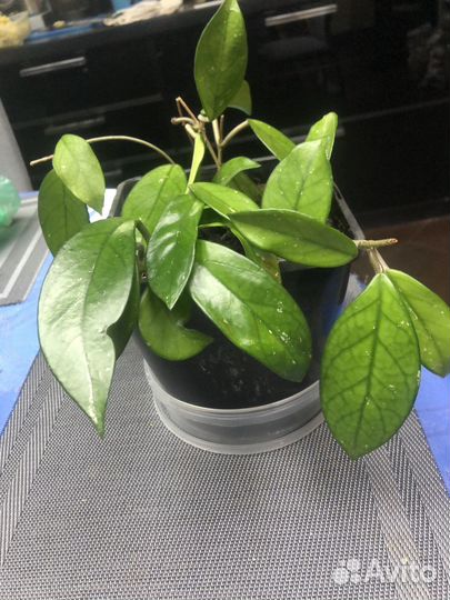 Хойя карноза