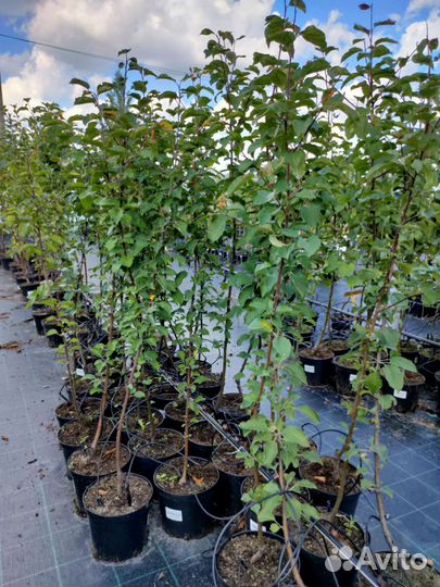 Яблоня летняя Ред Фри