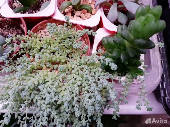 Суккуленты