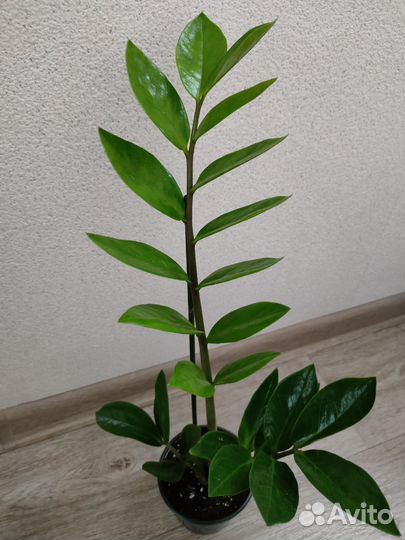 Замиокулькасы