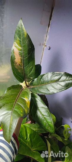 Антуриум ренессанс вар