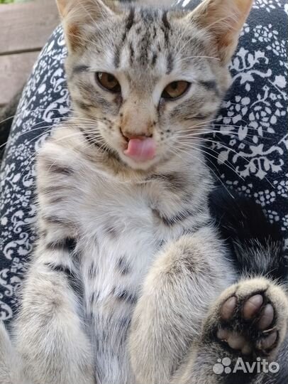 Отдам бесплатно