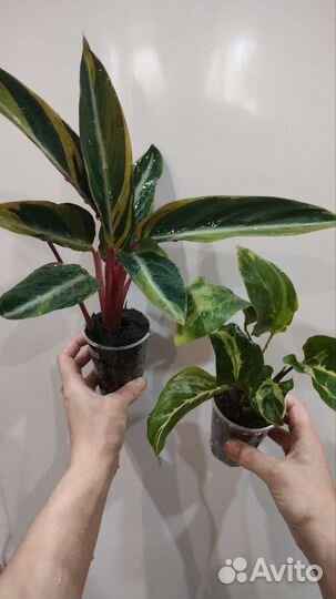 Калатеи, алоказии, аглаонемы, аспидистра