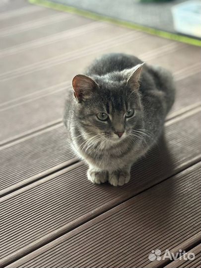 Кошка в добрые руки