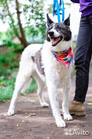 Тимон всю жизнь ждет человека