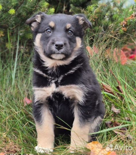 Три девчеки