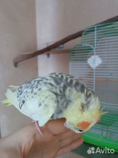 Попугай корелла ручная очень с клеткой