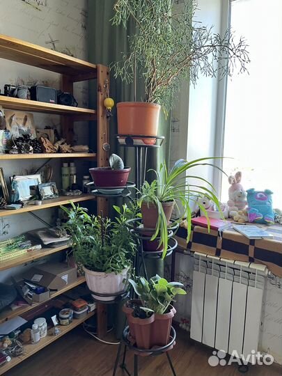 Комнатные цветы