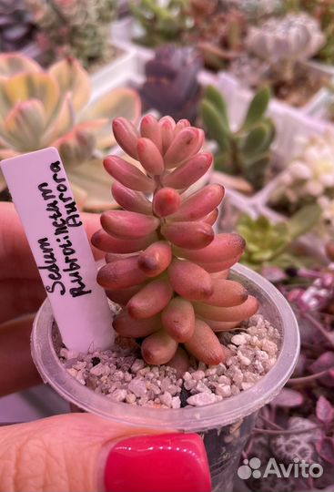 Суккуленты Седум,Крассула,Эхеверия