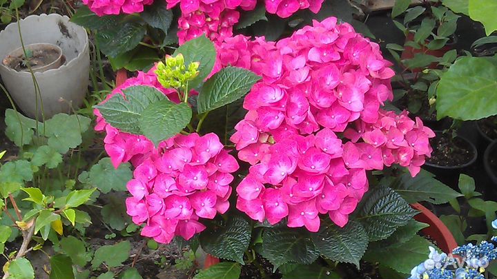 Декоративные кустарники