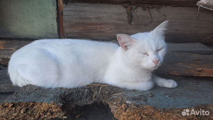 Ласковая кошечка в добрые руки