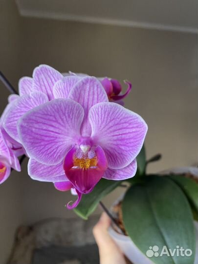 Орхидея фаленопсис sogo vivienne