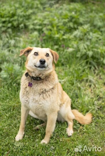 Молодая дружелюбная собака Пуговка в добрые руки