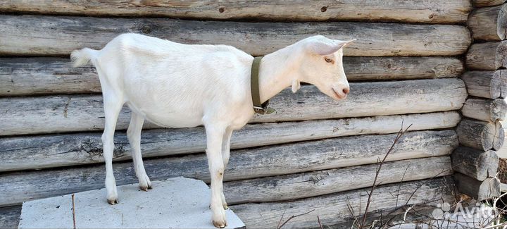 Зааненские козочка