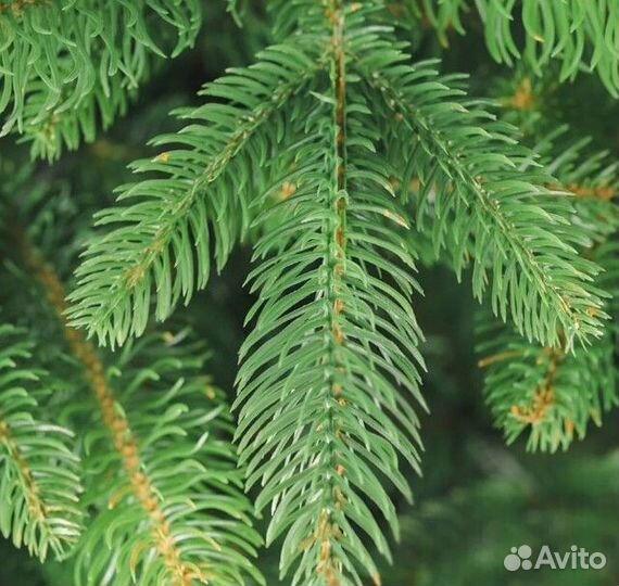 Елка искусственная новогодняя 180-250 см