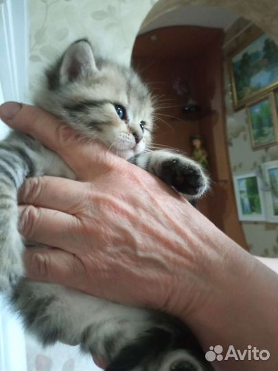 Кошка серебристая шиншилла