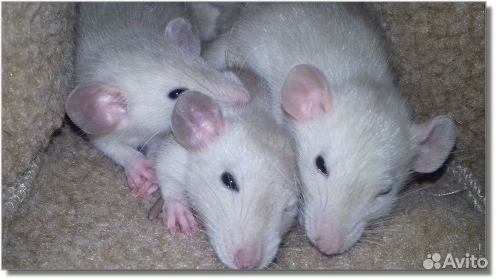 Питомник крысят Дамбо, крысы