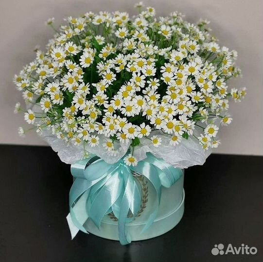 Цветы ромашки