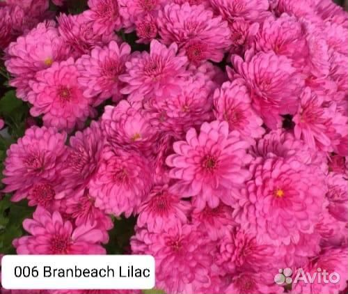 Хризантема мультифлора