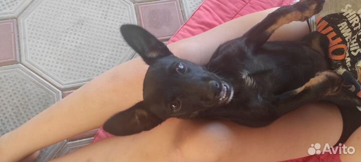 Цверк пинчер