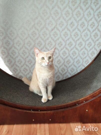 Беговой тренажер для кошки