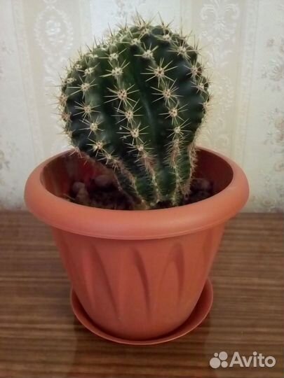 Сциндапсус Эхинопсис Алоэ-вера Фиалка